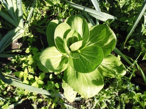 Pak Choi. It grows really quickly. I am wondering if it would be a good greenhouse plant for late autumn