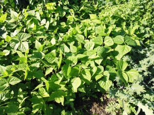 Dwarf beans. These were planted in January and are beginning to flower